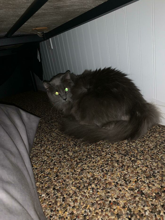 I Need A Name For This 2.5 Year Old Floofball Girl I Adopted From The Shelter Today!!! (Funny Names Preferred)