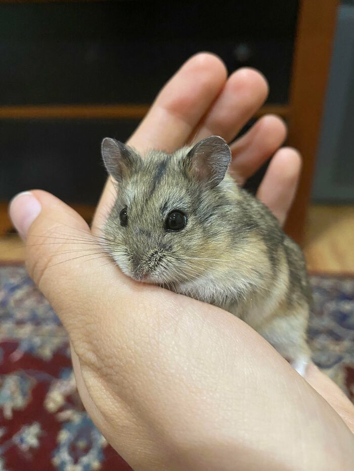 Decided To Adopt From The Humane Society! So Excited To Welcome Beet Into Our Family