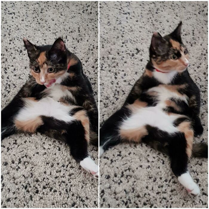 Paused In The Middle Of Cleaning Herself To Stare Into The Abyss For 5-10 Minutes