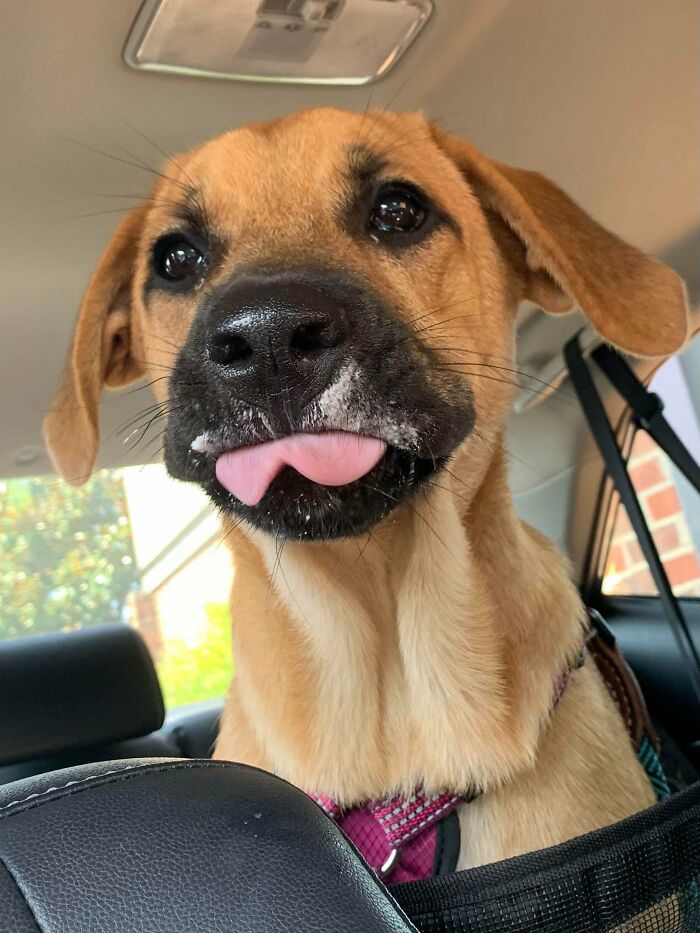 Avas First Puppachino 6months Old