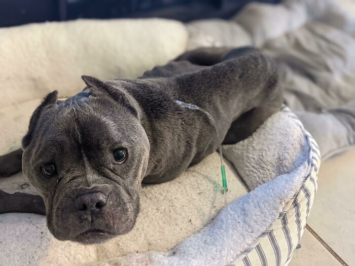 Meet Rhonda The Meatball Headed Pocket Pitty! She's At Champ At Getting Her Sq Fluids.