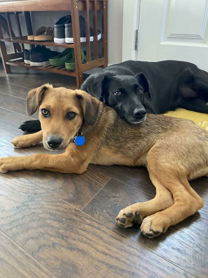 Got My Dog A Puppy. This Is Them On The Second Day