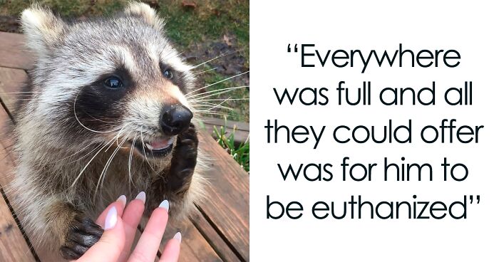 Women Save A Raccoon’s Life, He Keeps Coming Back To Them After Three Years