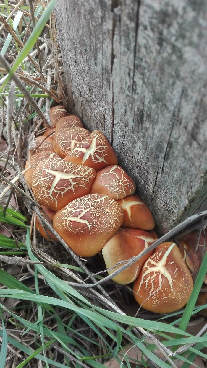 Forbidden Bread Buns