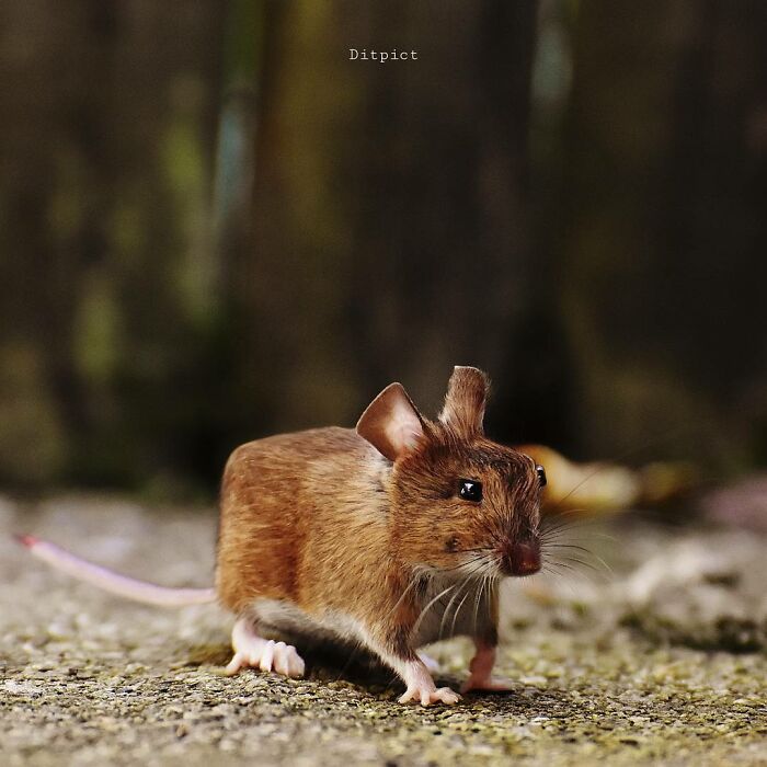 What If… Real Animals Were Cubic Shaped Animals From The Minecraft Game? (22 New Pics)