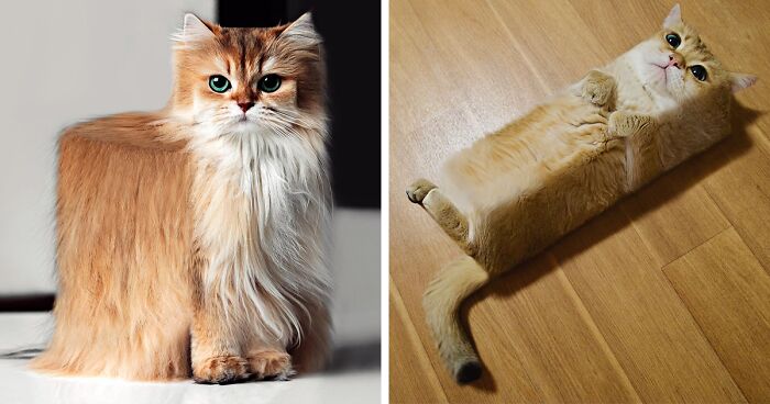 Artist Changes Animals To Be Shaped Like Cubes (24 New Pics)