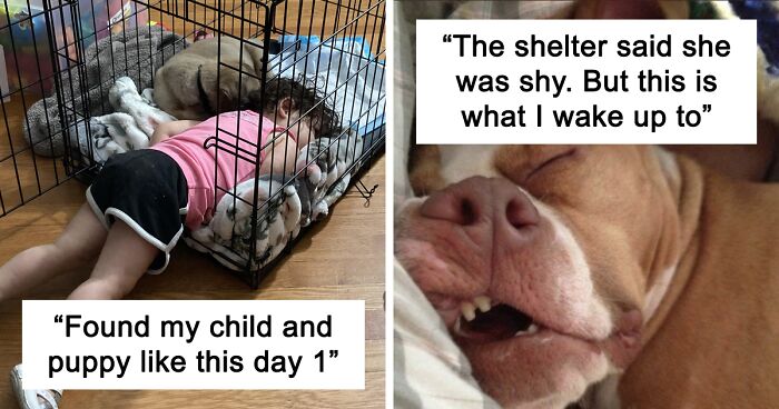 50 Wholesome Rescue Pet Pics To Heal Your Soul (July Edition)