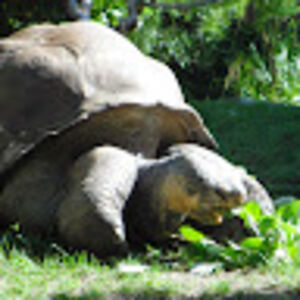 ingaschurmann avatar