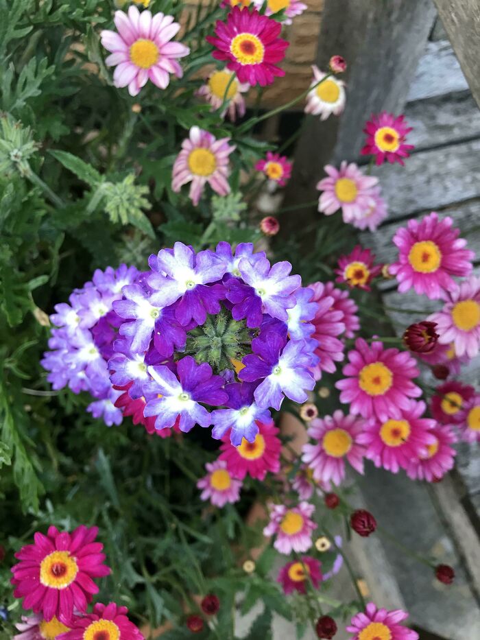This Flower Has Different Color Petals. They Naturally Arrange To Form A Ringed Effect