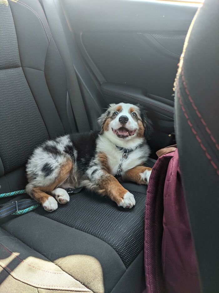 This Is Comet. He Loves Car Rides