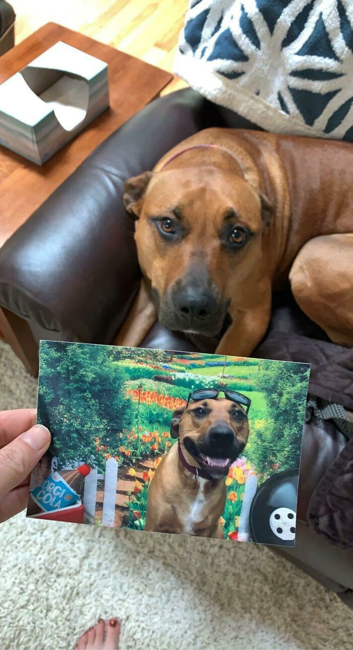 It Was A Picture Day At Doggy Daycare Today