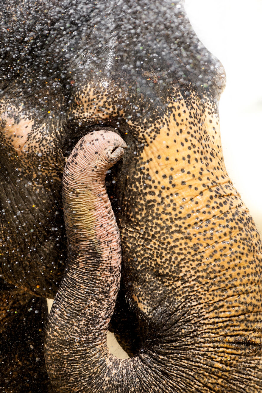 I Took Pictures Of Elephants At +40 Degrees