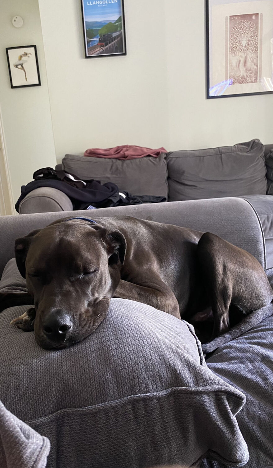 This Is My Sleepy Boy Rollie!