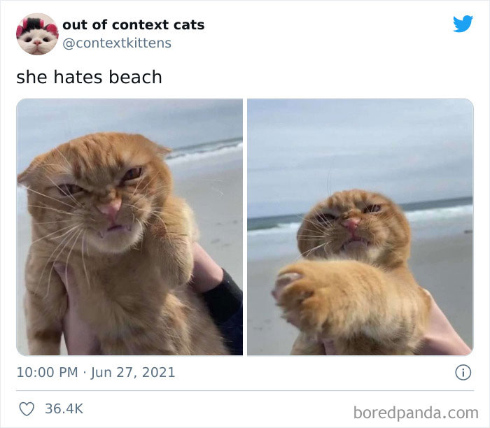 Out-Of-Context-Cat-Pics