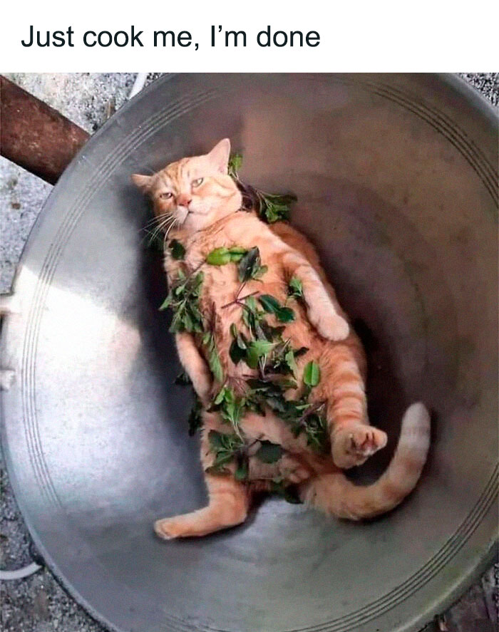 Funny-Broken-Cats-Pics