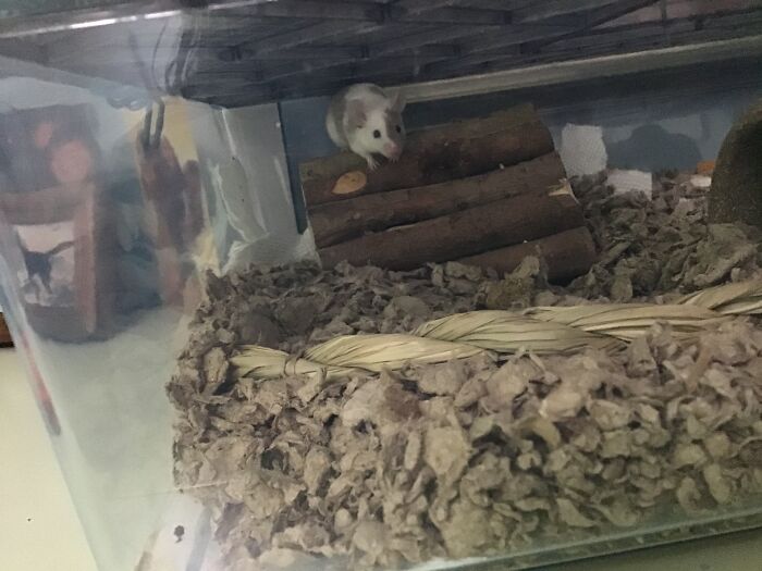 Peril The Mouse. She Is Extremely Odd.