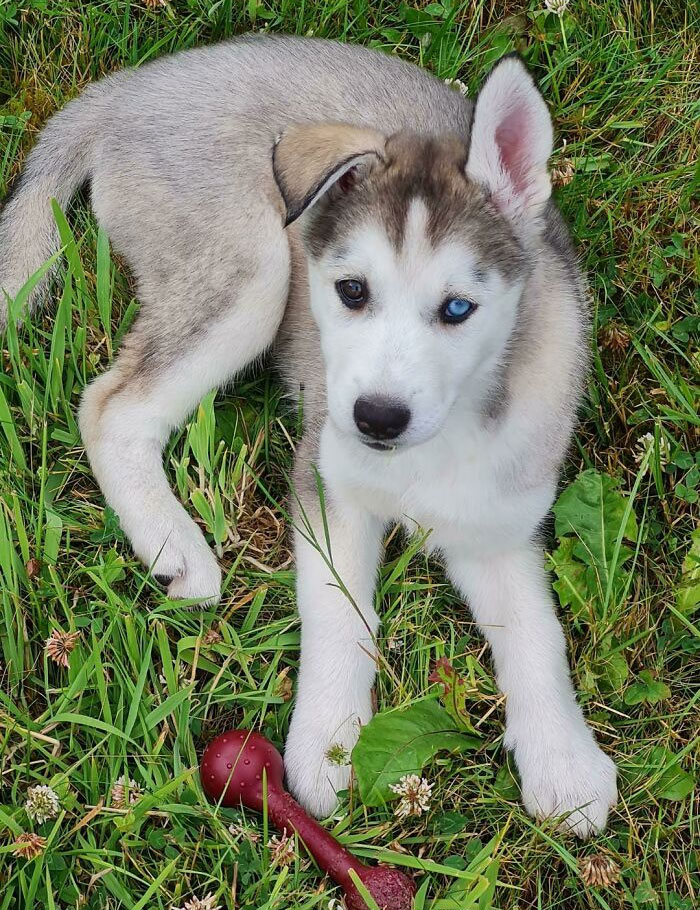 Meet Freya, She Adopted Us Yesterday