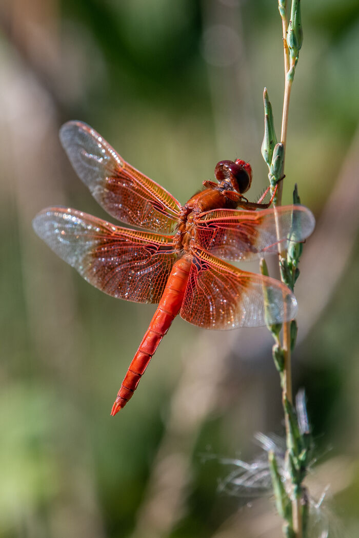 Flame Skimmer