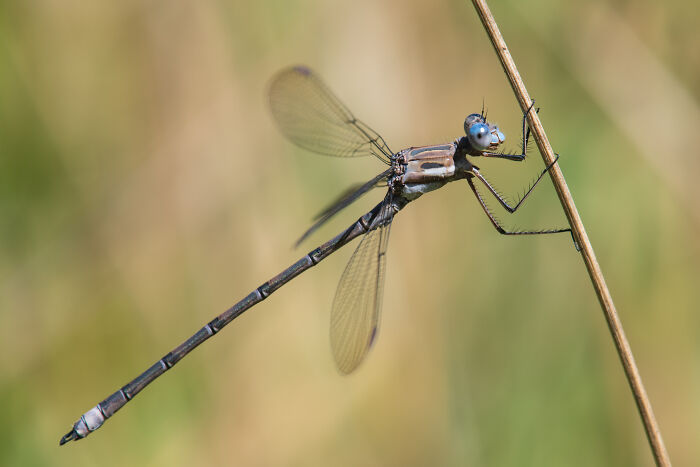 Spreadwing Damselfly