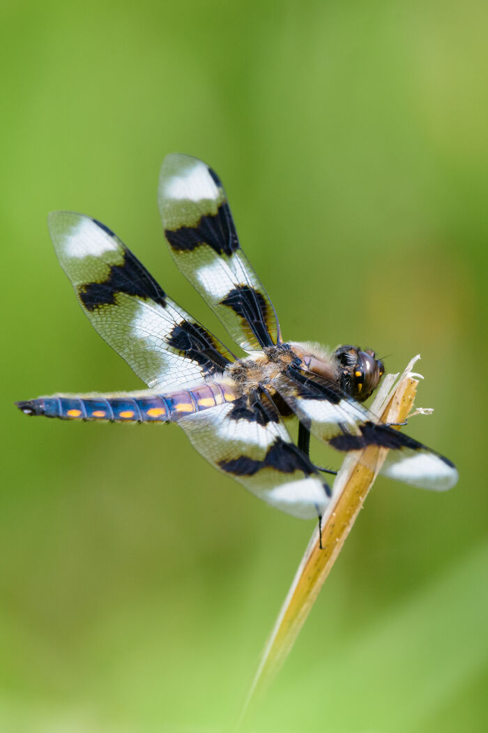 Eight-Spotted Skimmer