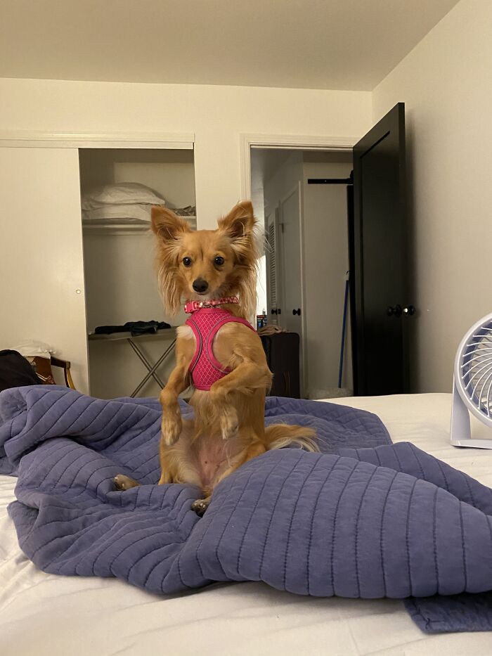 Zara, Santa Rosa, Ca