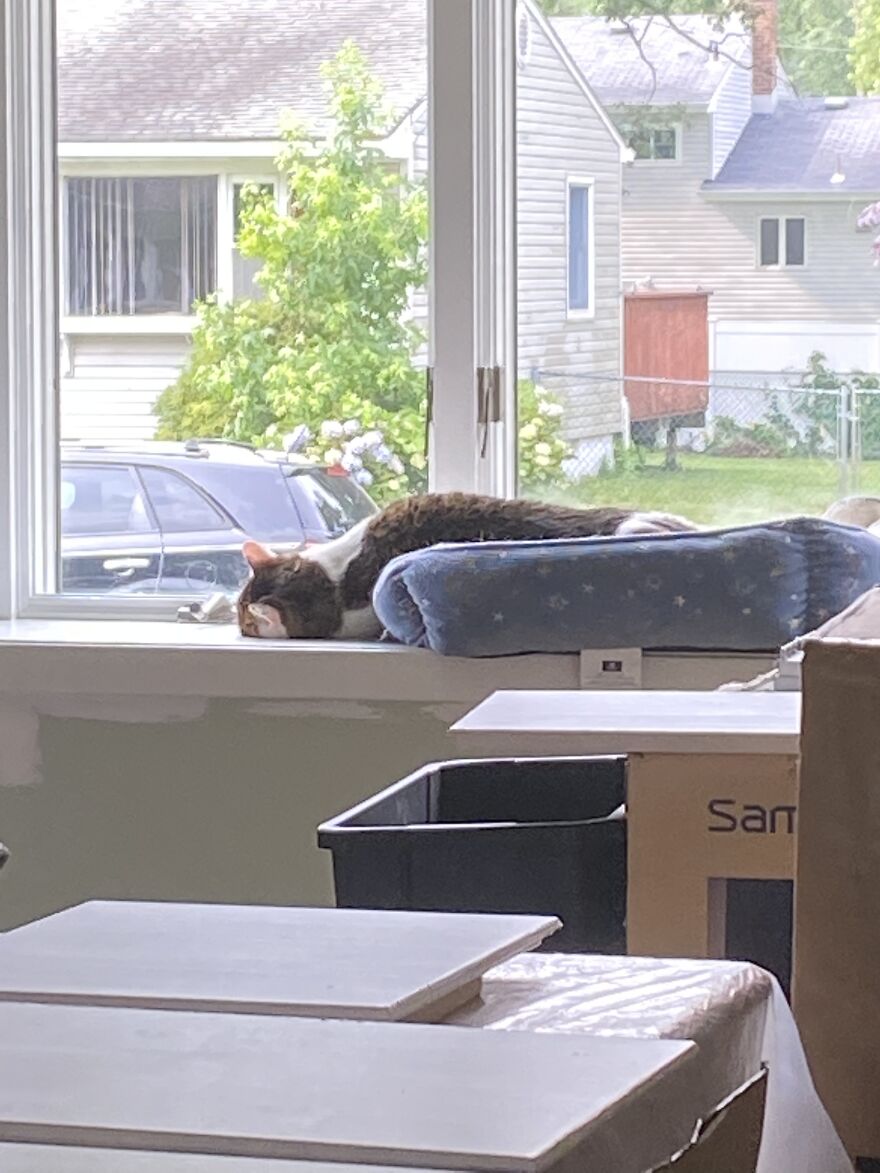 My Cat Izzy Just Sleeping. She May Be Part Liquid.