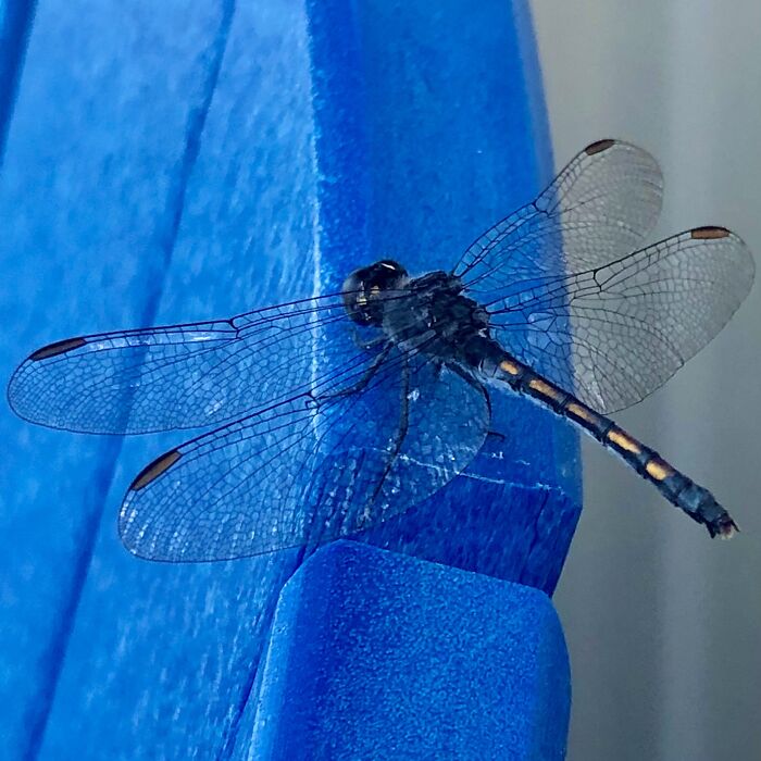 Cute N Friendly Little Seaside Dragonlet! (Ocean City, Md, USA | 2021-07-14)