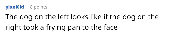 &ldquo;Breed For Health. Not Show&rdquo;: Breeder Is Reengineering French Bulldogs&rsquo; Faces To Make Them Healthier