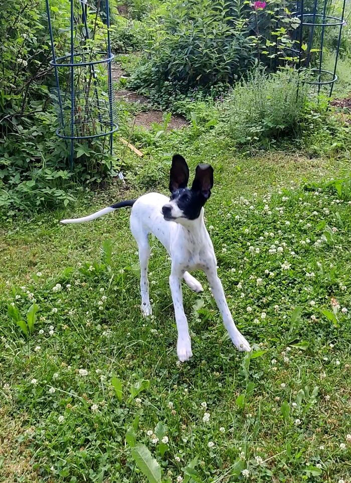 Recently Rescued, She Loves Her New Life!