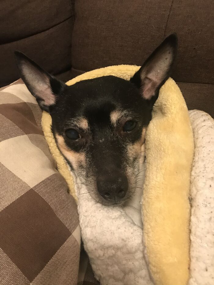 My Jerry, Just Turned 15 Last Month