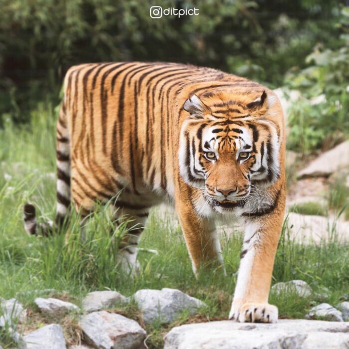 What If… Real Animals Were Cubic Shaped Animals From The Minecraft Game? (22 New Pics)