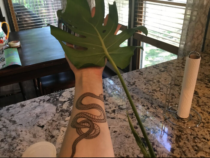 My Newly Propagated Monstera Plant.