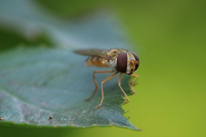 Hoverfly…