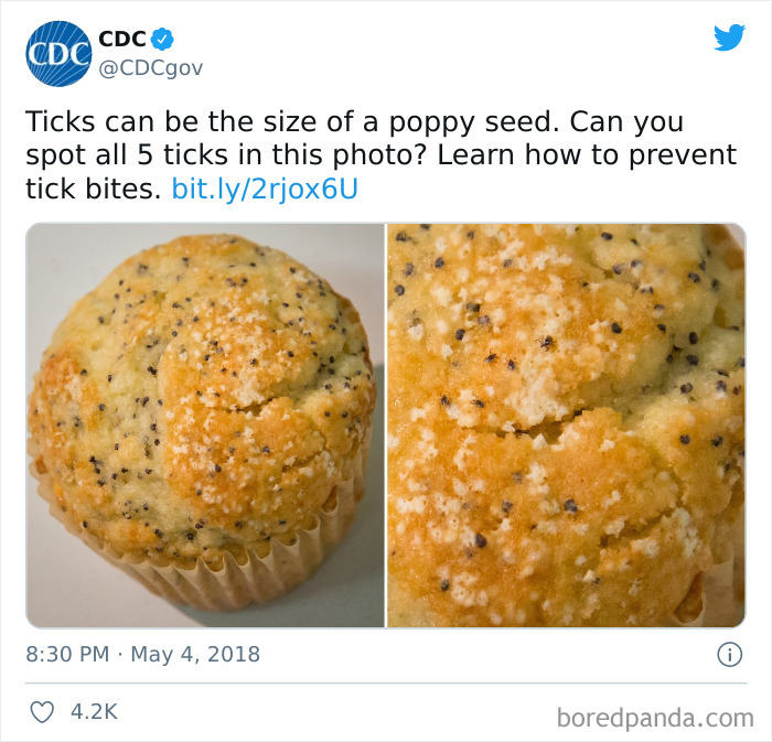 Forbidden Poppy Seeds