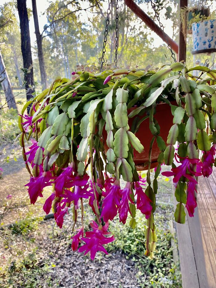 This Is One Of My Favourite Plants