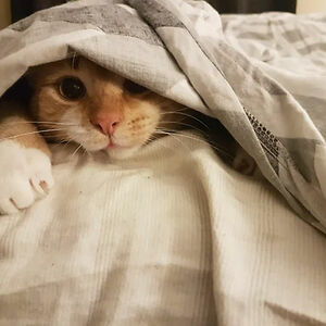 7cromwellserap avatar