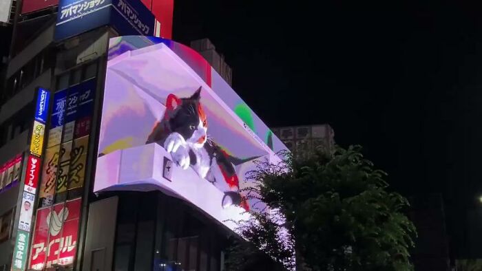 Giant Hyper-Realistic 3D Cat Billboard Appears In Tokyo, Mesmerizes The Passersby Giant Hyper-Realistic 3D Cat Billboard Appears In Tokyo, Mesmerizes The Passersby