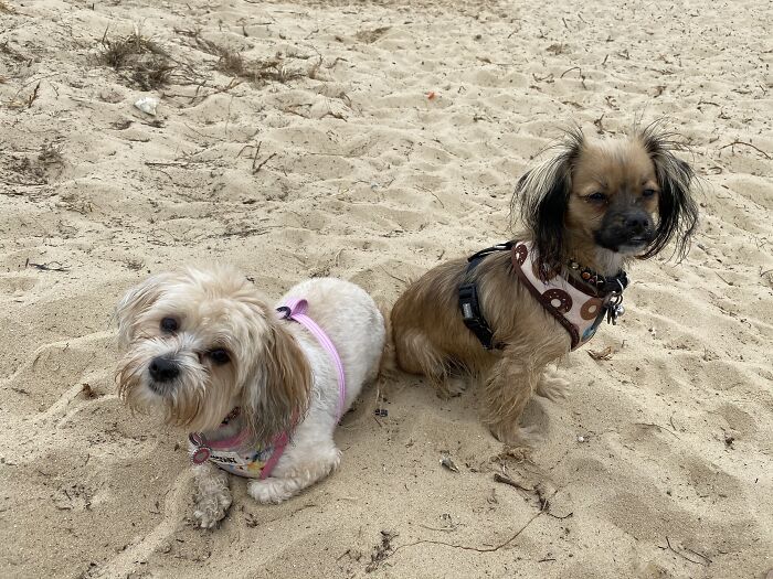 My Fur Kids At The Beach.