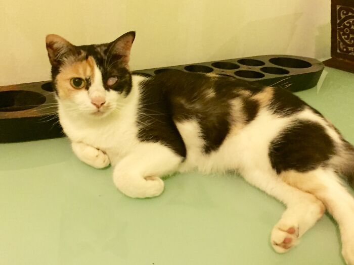 Chantique, My Differently-Abled Rescued Cat