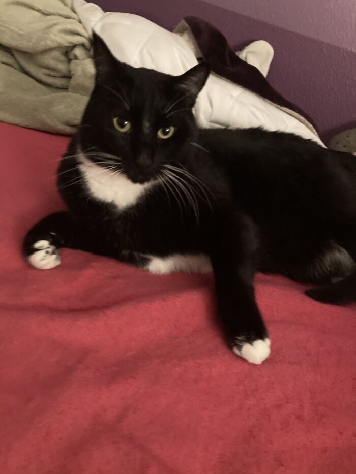 My Kitty Boy James Bond