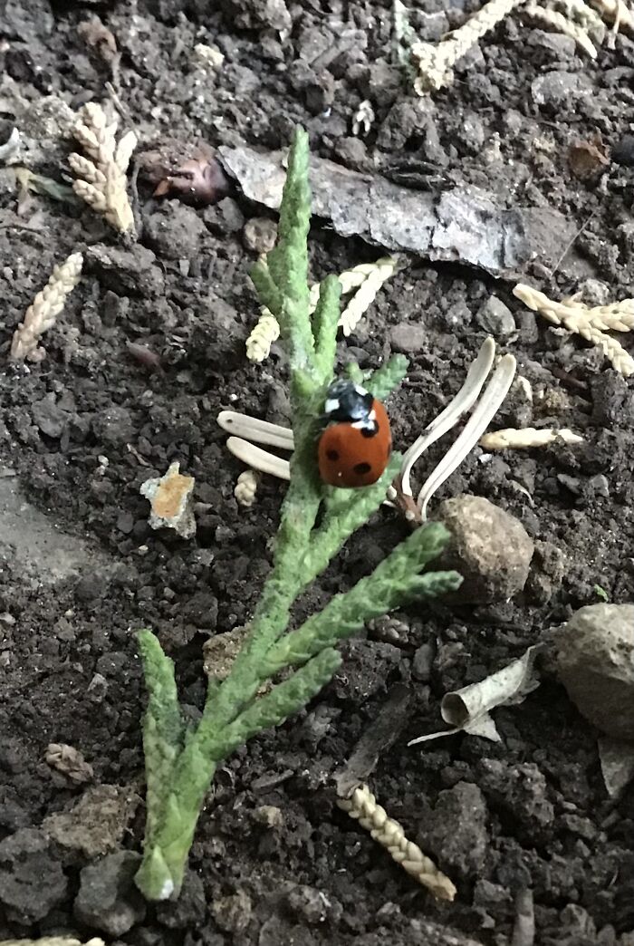 Here’s A Ladybug. It’s Not Perfect, But I Don’t Have A Great Camera.