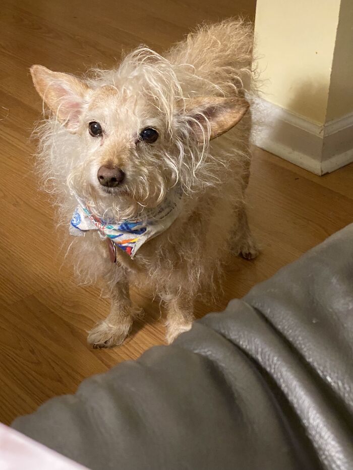 Woodrow! We Got Him As A Rescue When He Was 3. His First And Only Owner Dumped Him At The Shelter. They Called The Rescue, He Was Traumatized, And After 2 Years Of Hard Work And Training , He Is Now An Amazing And Wonderful Fur Baby, And The Light Of Our Lives!