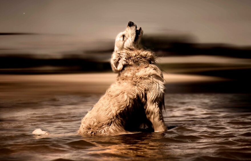 Animals In Shades Of Brown