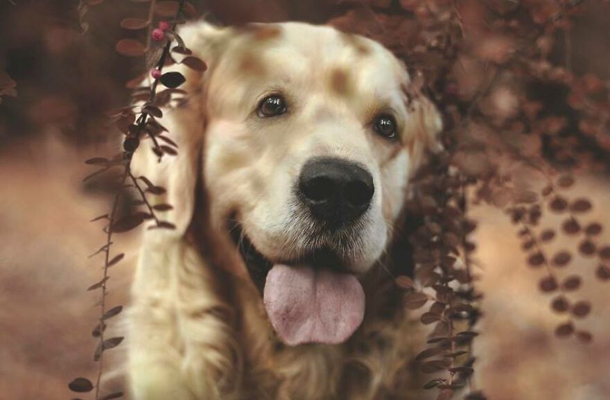 Animals In Shades Of Brown