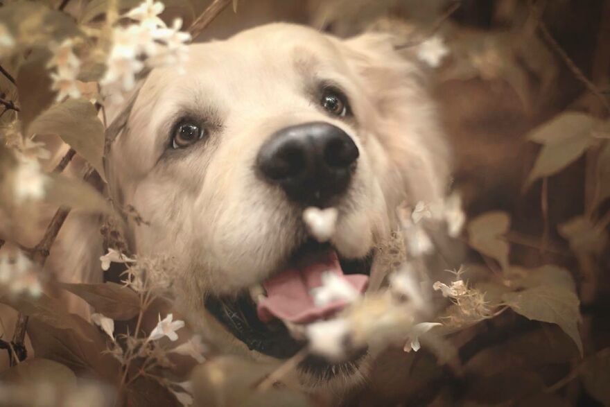 Animals In Shades Of Brown