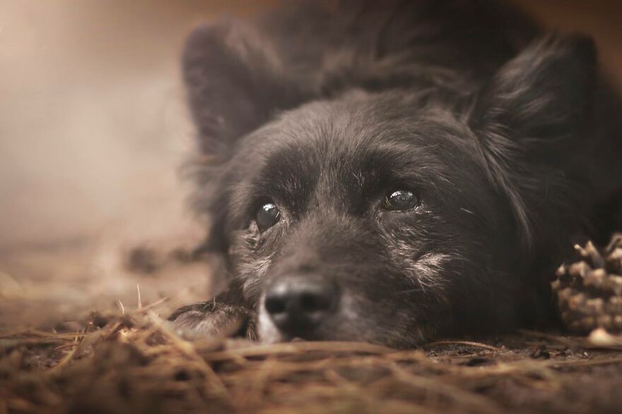 Animals In Shades Of Brown