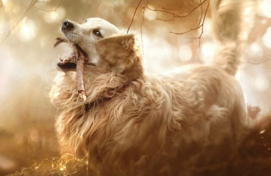 Animals In Shades Of Brown