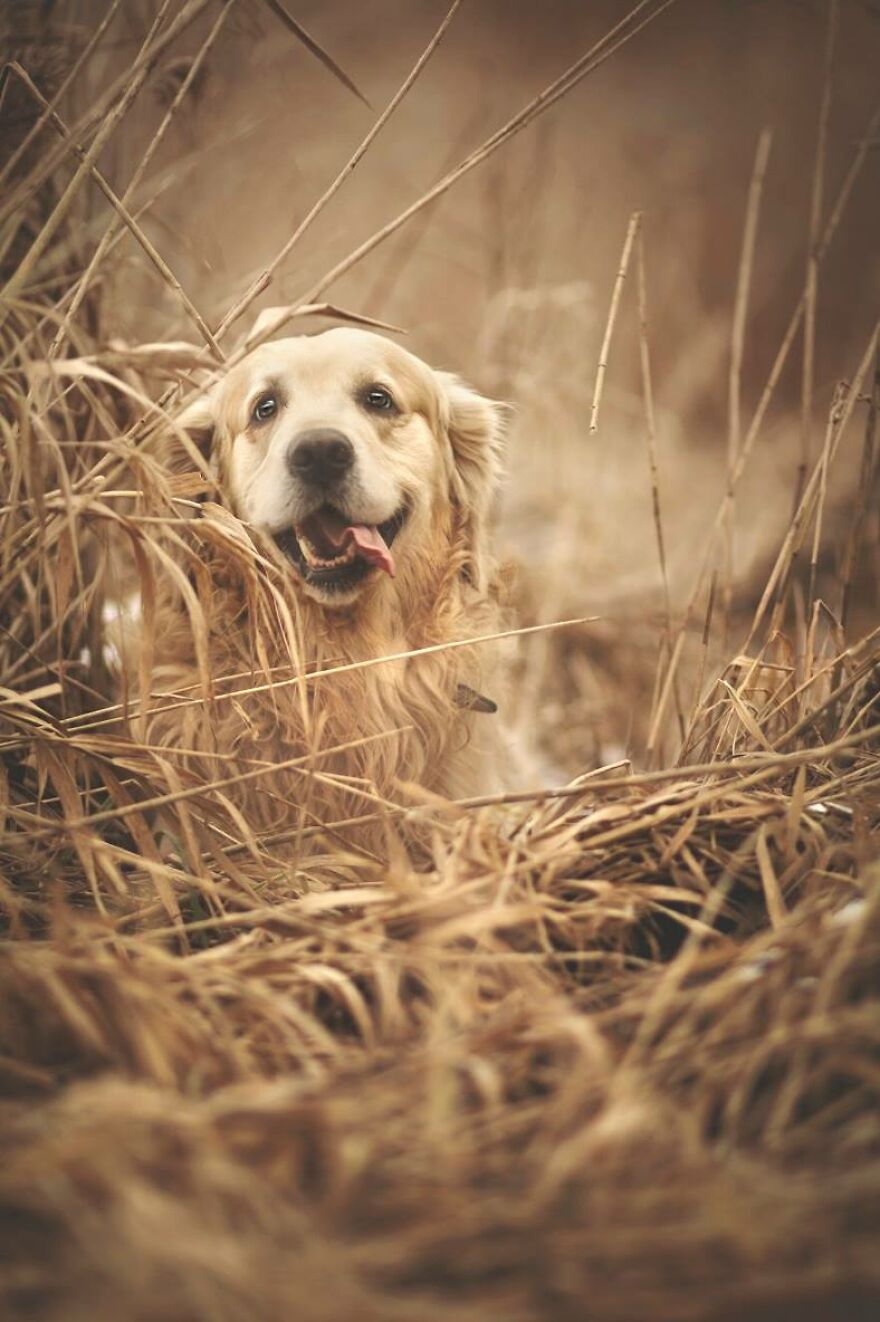 Animals In Shades Of Brown