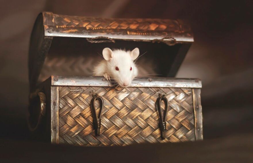 Animals In Shades Of Brown