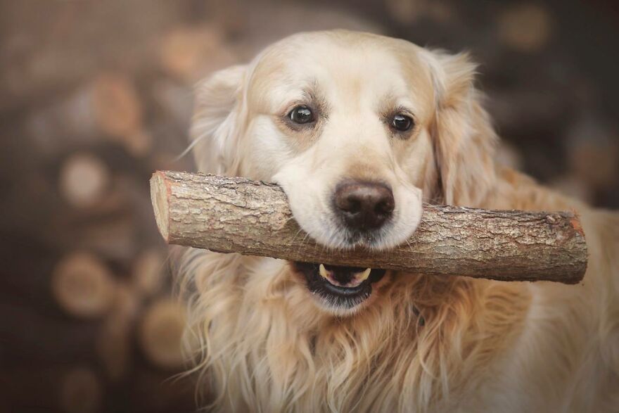 Animals In Shades Of Brown